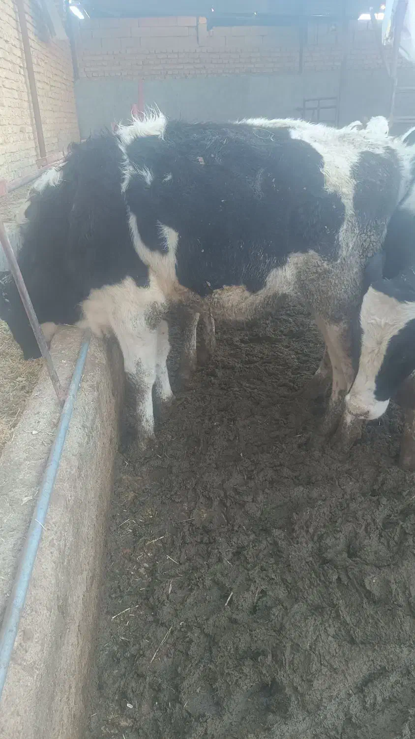 گوساله|حیوانات مزرعه|مرودشت, کناره|دیوار