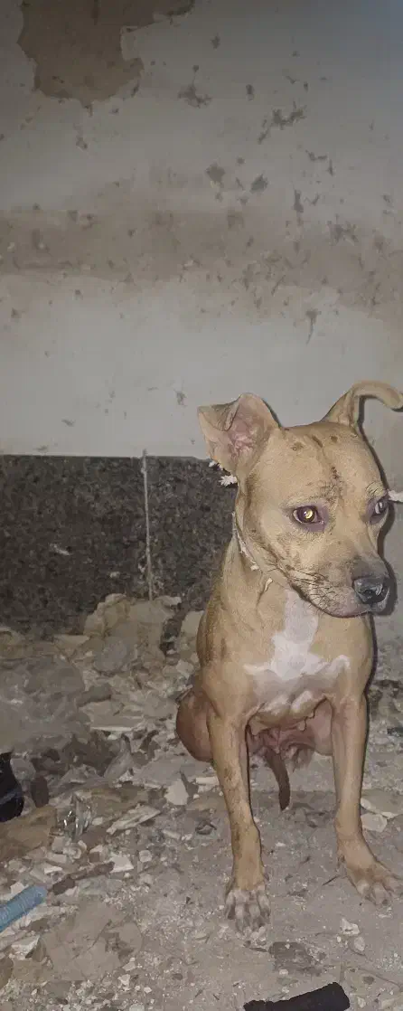 سگ پیتبول|سگ|بندر امام خمینی, |دیوار