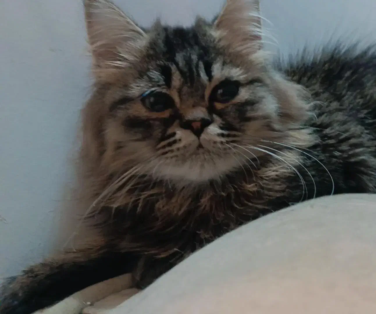 گربه های ناز|گربه|ساری, |دیوار