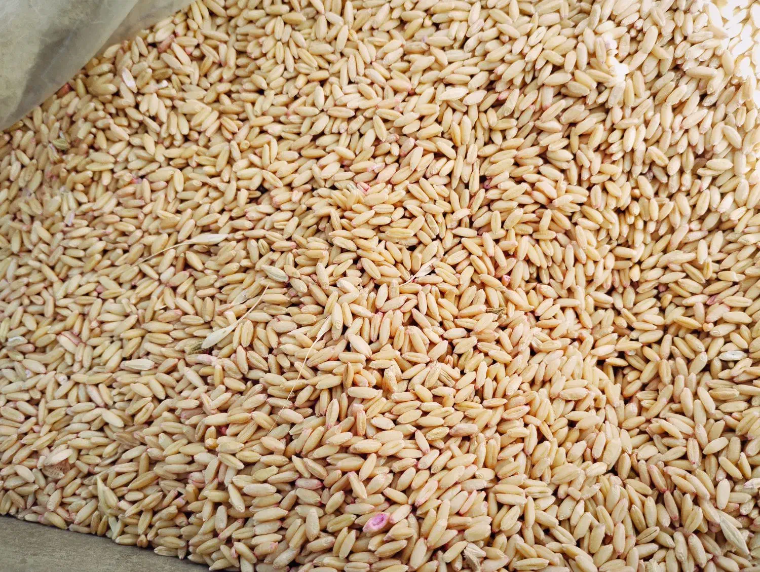 بذر دیم|لوازم جانبی حیوانات|چنگ الماسی, |دیوار