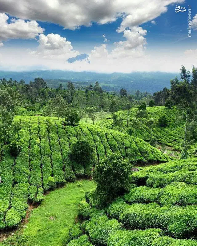 چای ممتاز بهاره لاهیجان|خوردنی و آشامیدنی|کلاردشت, |دیوار