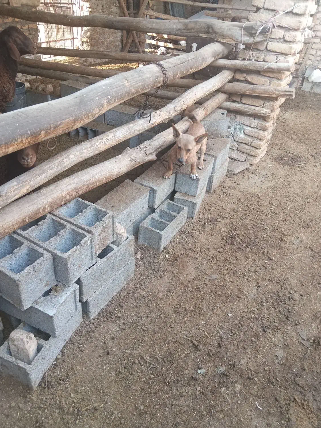 سگ پاکوتا|سگ|آق قلا, |دیوار