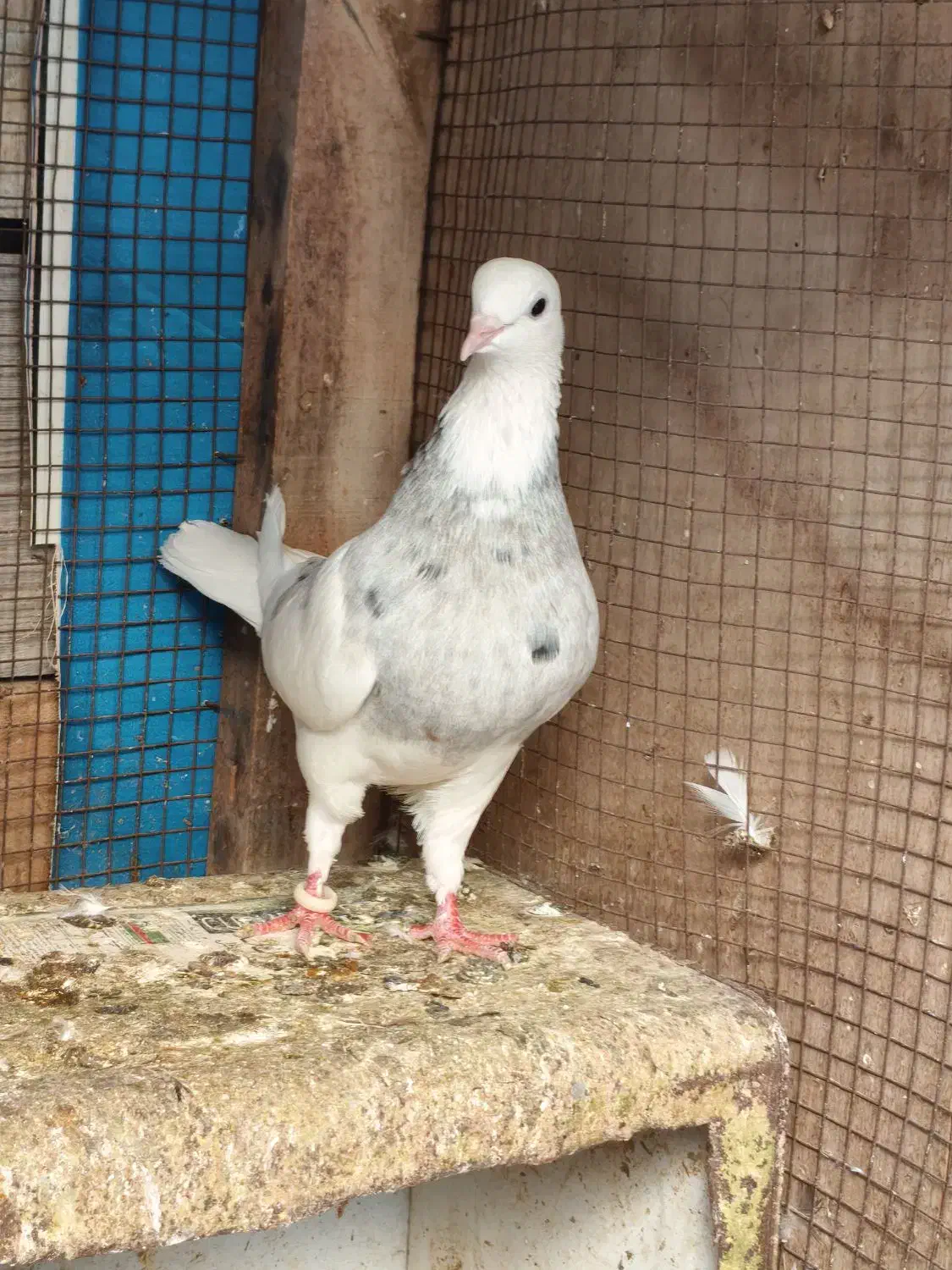 کبوتر طوقی|پرنده|کنارک, |دیوار