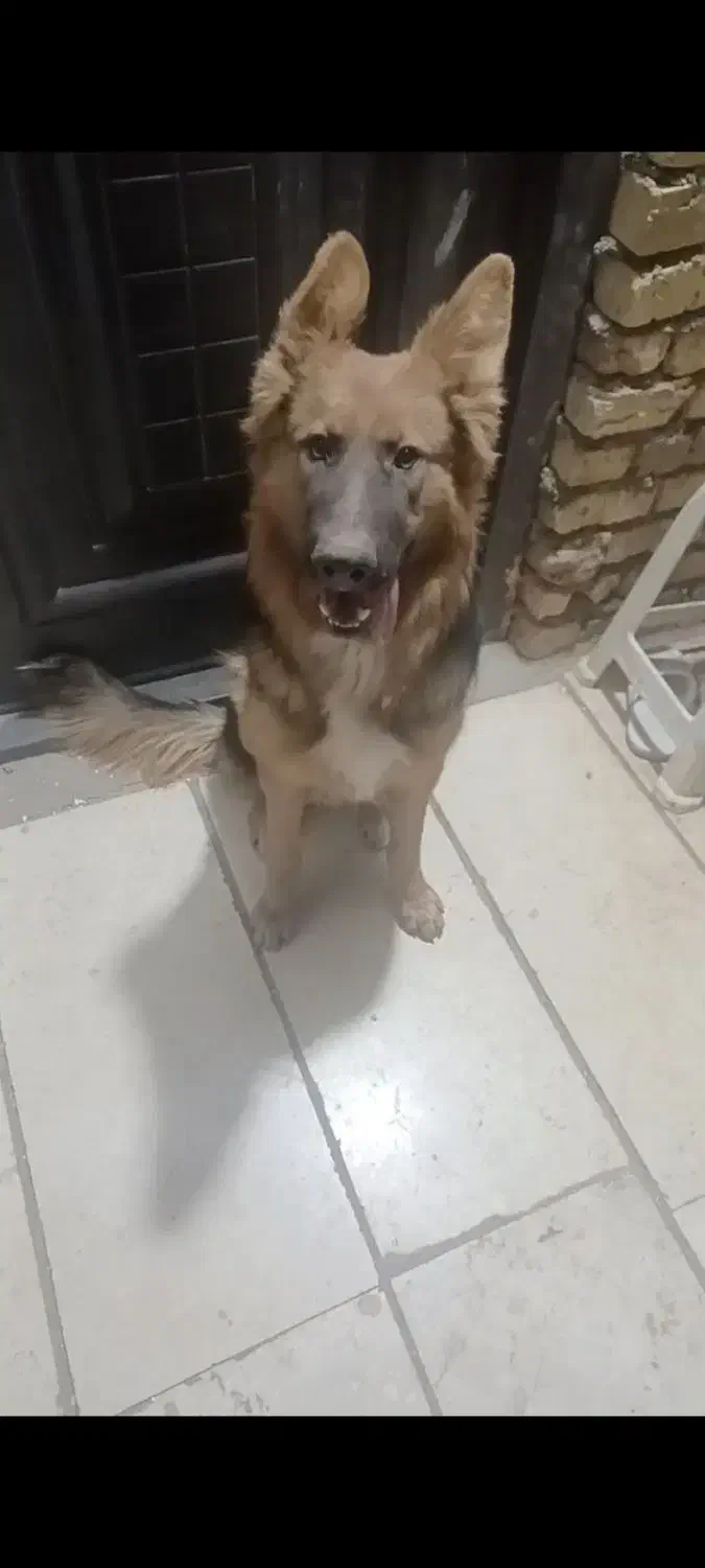 سگ ژرمن شپرد|سگ|تهران, تهرانسر شمالی|دیوار