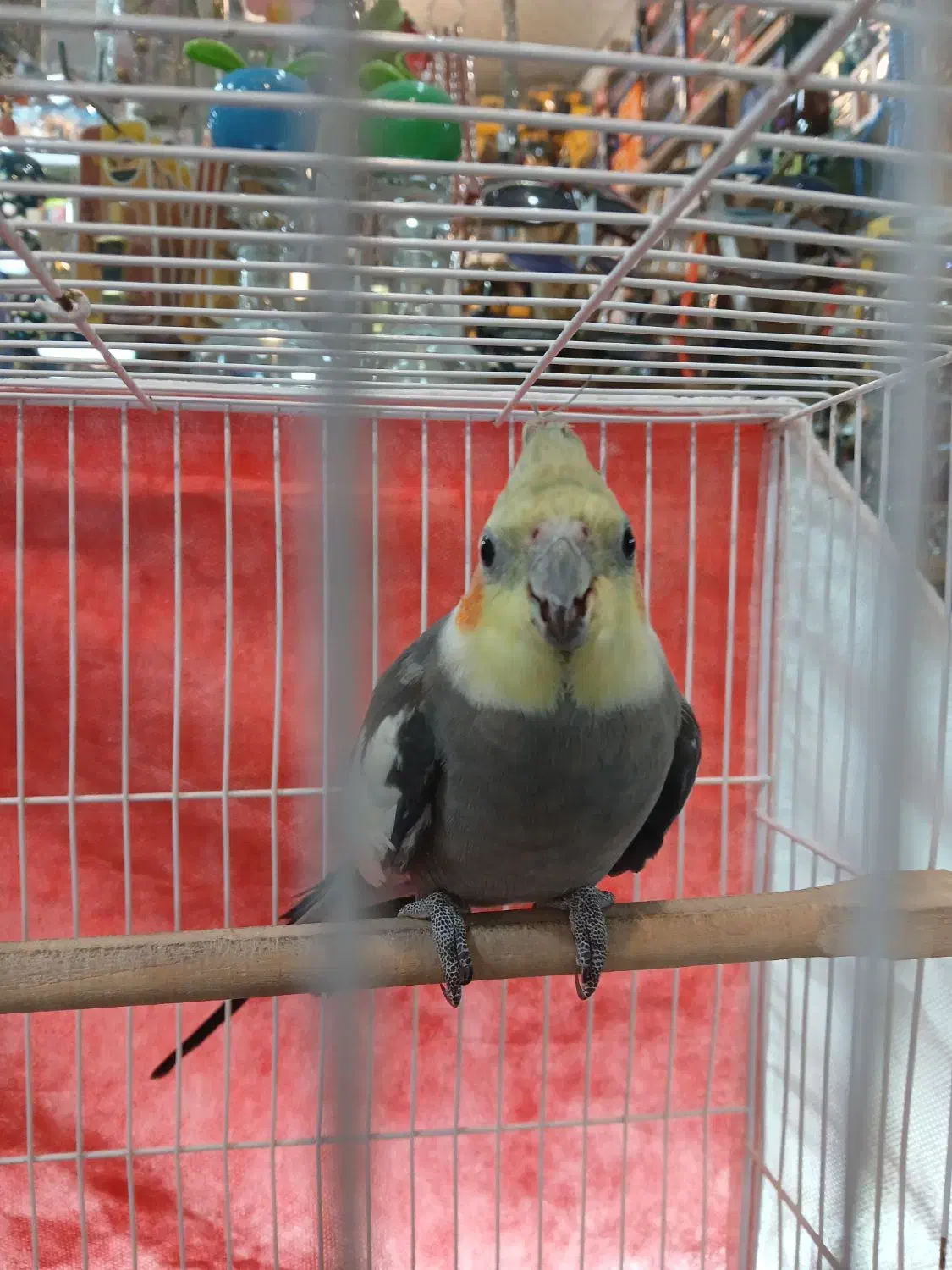 عروس هلندی ۶ماهه قابل تربیت|پرنده|یونسی, |دیوار