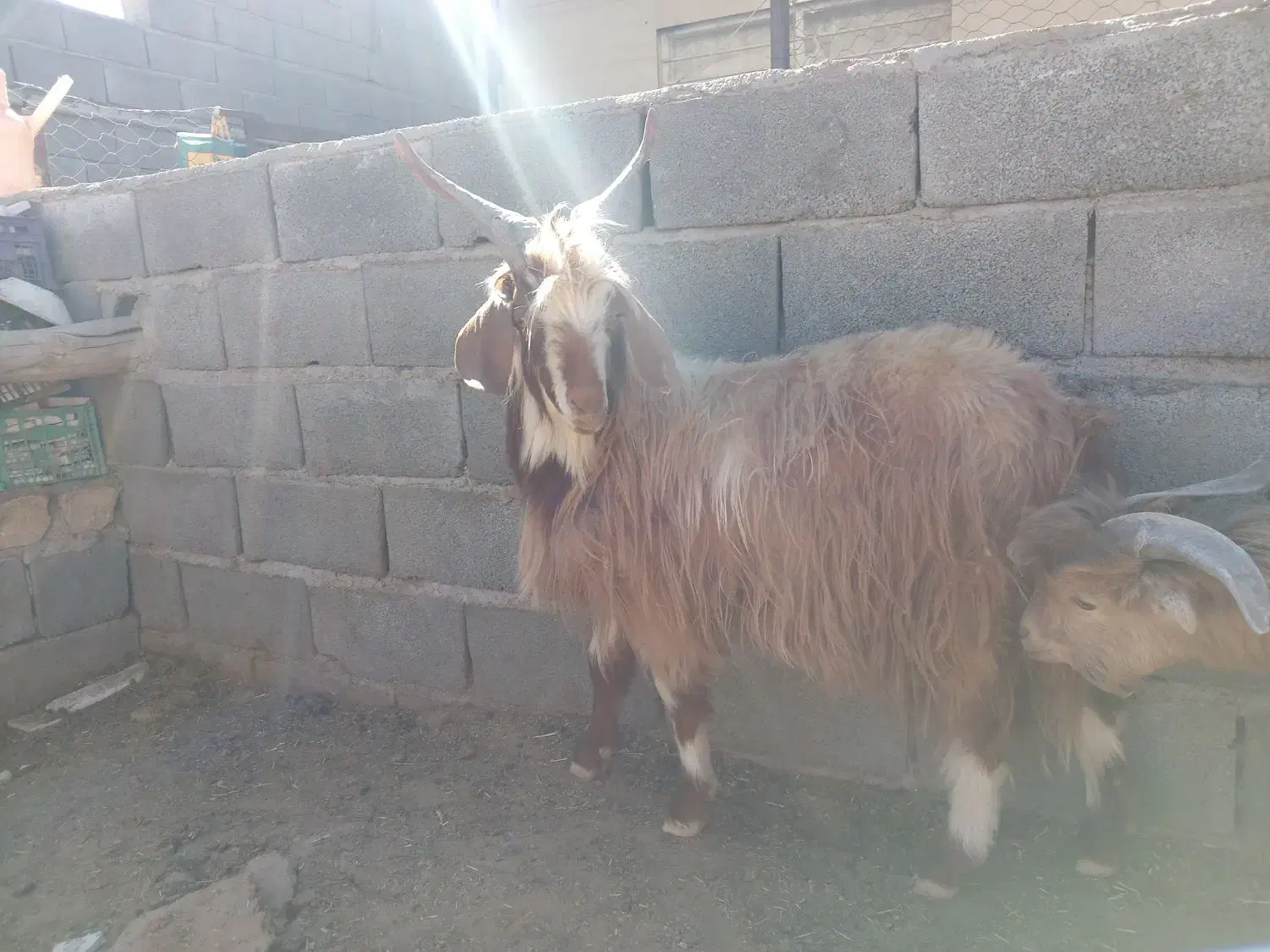 بز بره میش بره ماده|حیوانات مزرعه|مشهد, کارده|دیوار