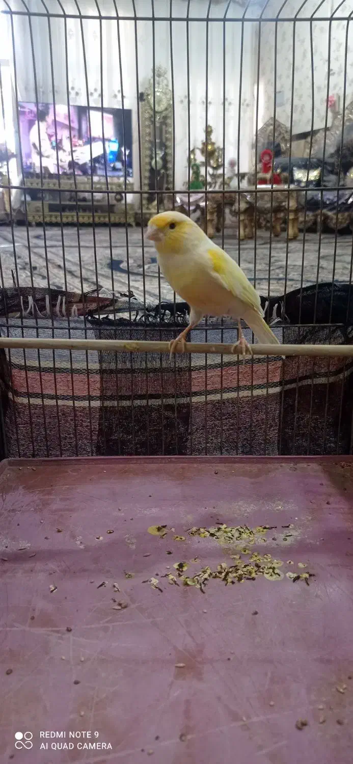 قناری نر مست|پرنده|کرمانشاه, |دیوار