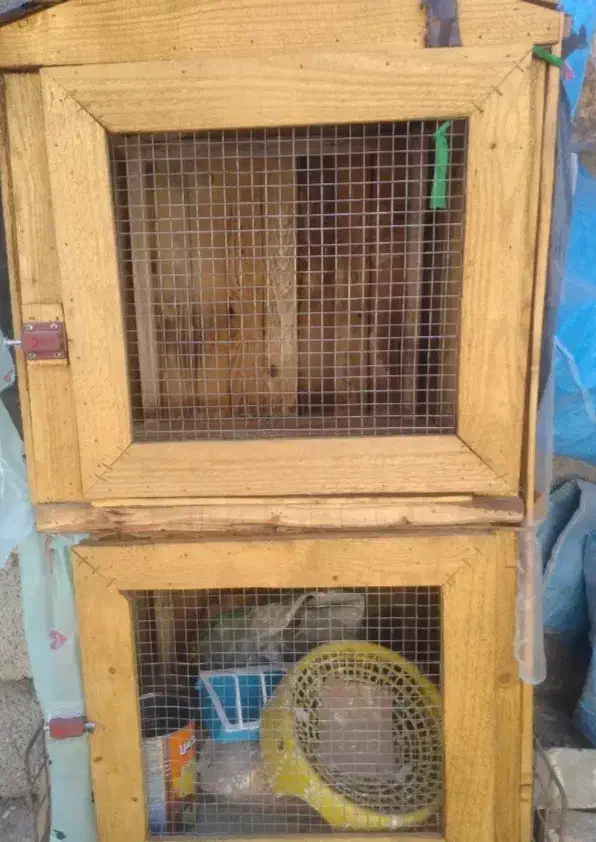 کبوتر،گنجه|لوازم جانبی حیوانات|نورآباد ممسنی, |دیوار