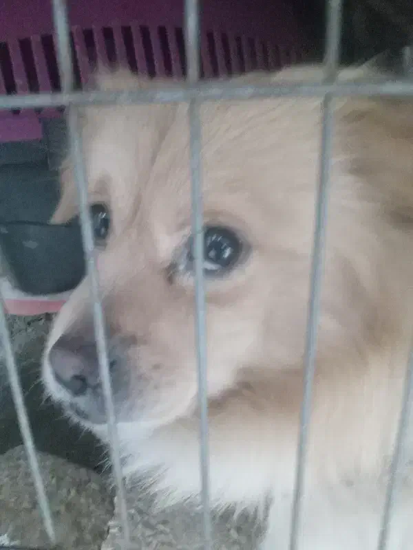 سگ شیتزو پامر اشپیتز|سگ|شهریار, شهریار|دیوار