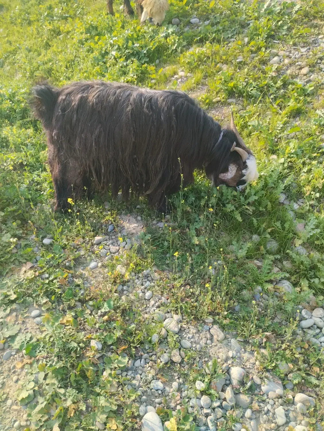 بزغاله|حیوانات مزرعه|اندیمشک, |دیوار