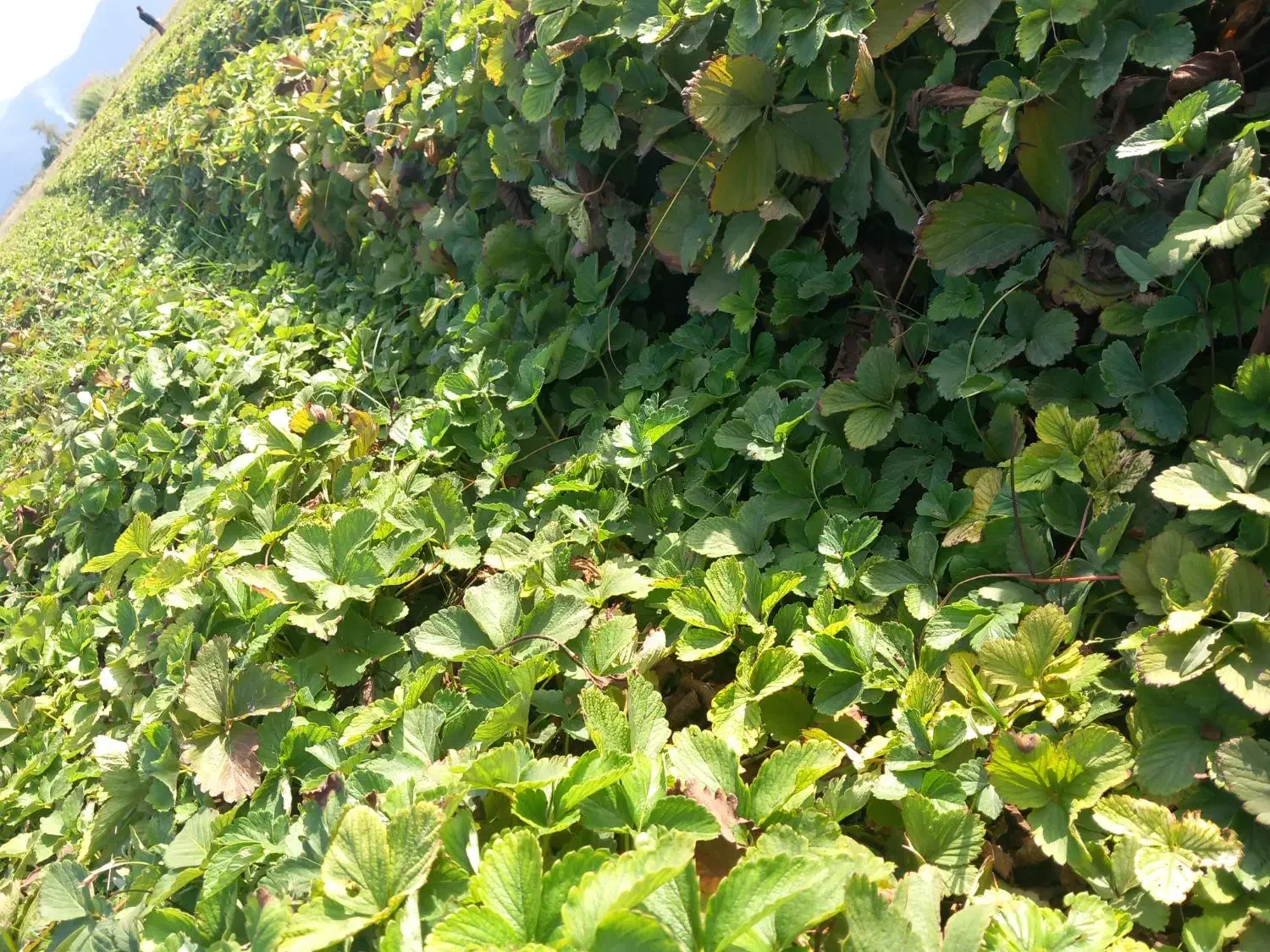 بذر توت فرنگی کاماروس . سابرینا|گل و گیاه طبیعی|علیآباد کتول, |دیوار