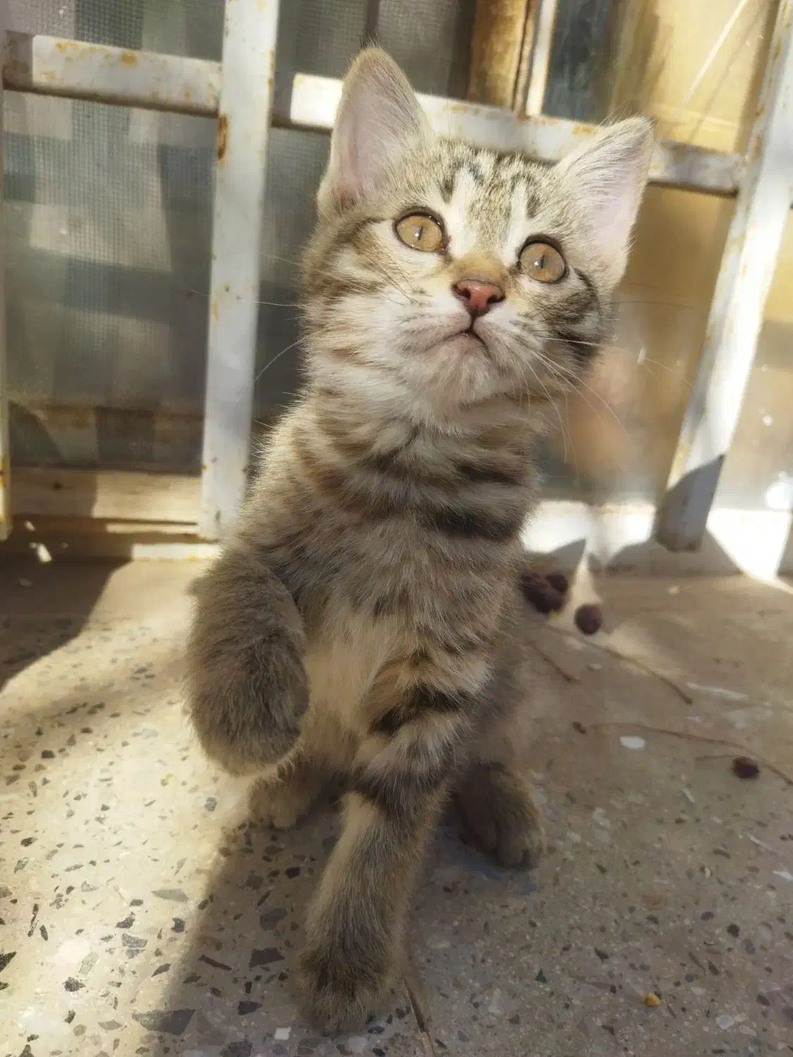 بچه گربه ماده|گربه|بیرجند, |دیوار