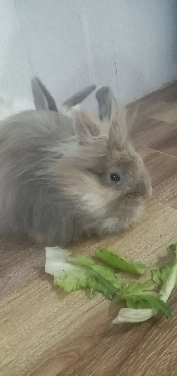 خرگوش|موش و خرگوش|اردبیل, |دیوار