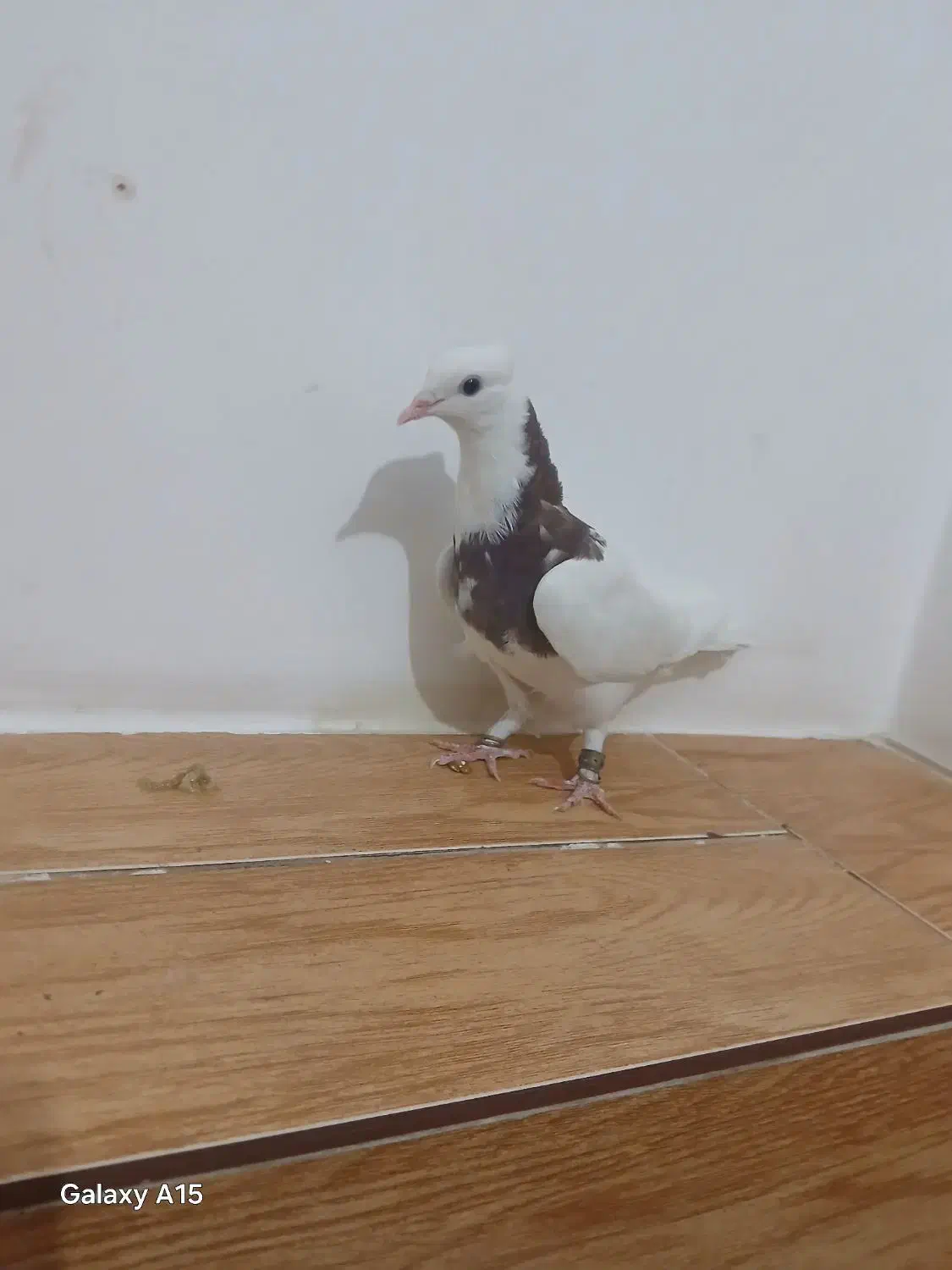 طوق نر|پرنده|مرودشت, رامجرد یک|دیوار