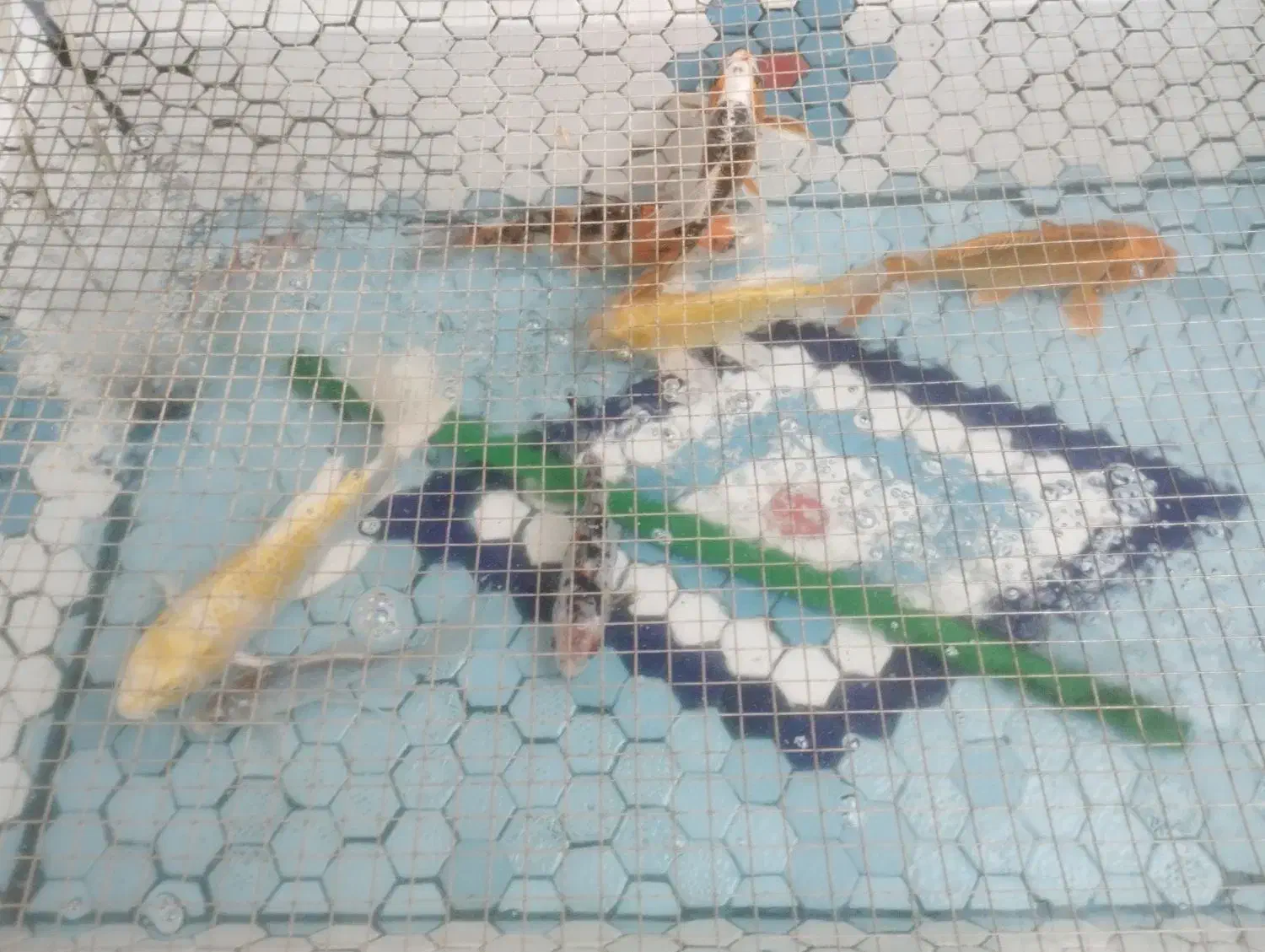 حوض ماهی|ماهی|قم, باغ کرباسی|دیوار