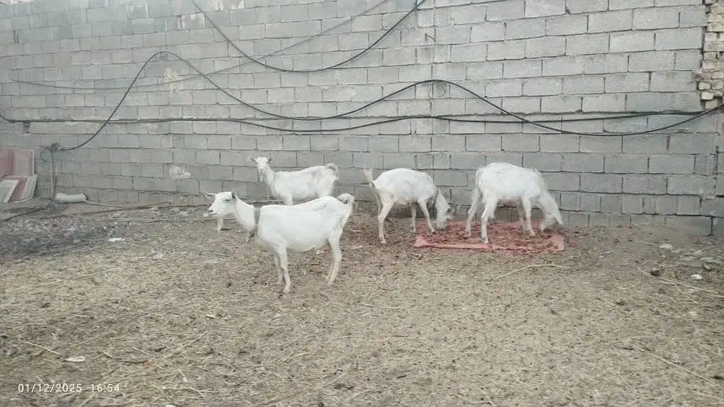 بز و کره نر سنا|حیوانات مزرعه|خفر, |دیوار