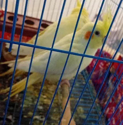 ۱جفت عروس هلندی|پرنده|سنگدوین, |دیوار