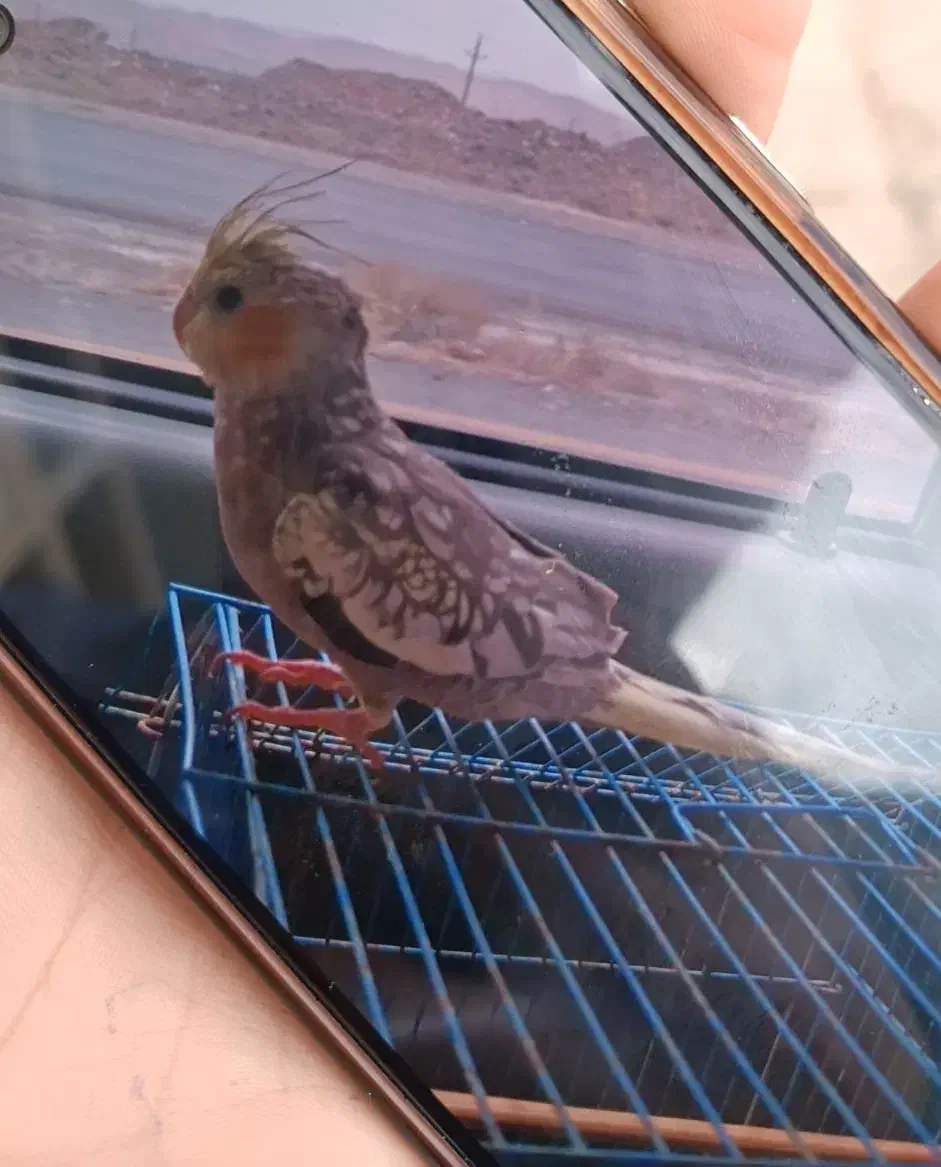 عروس هلندی گم شده|حیوانات|بندر امام خمینی, |دیوار