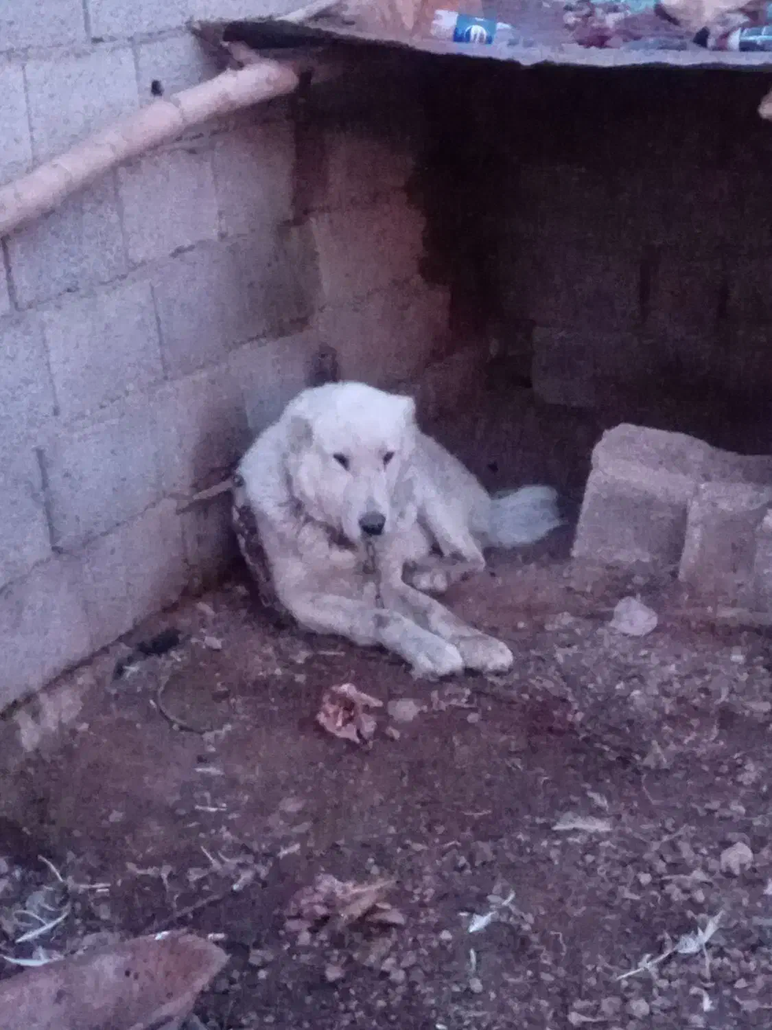 سگ گله|سگ|صوفیان, |دیوار