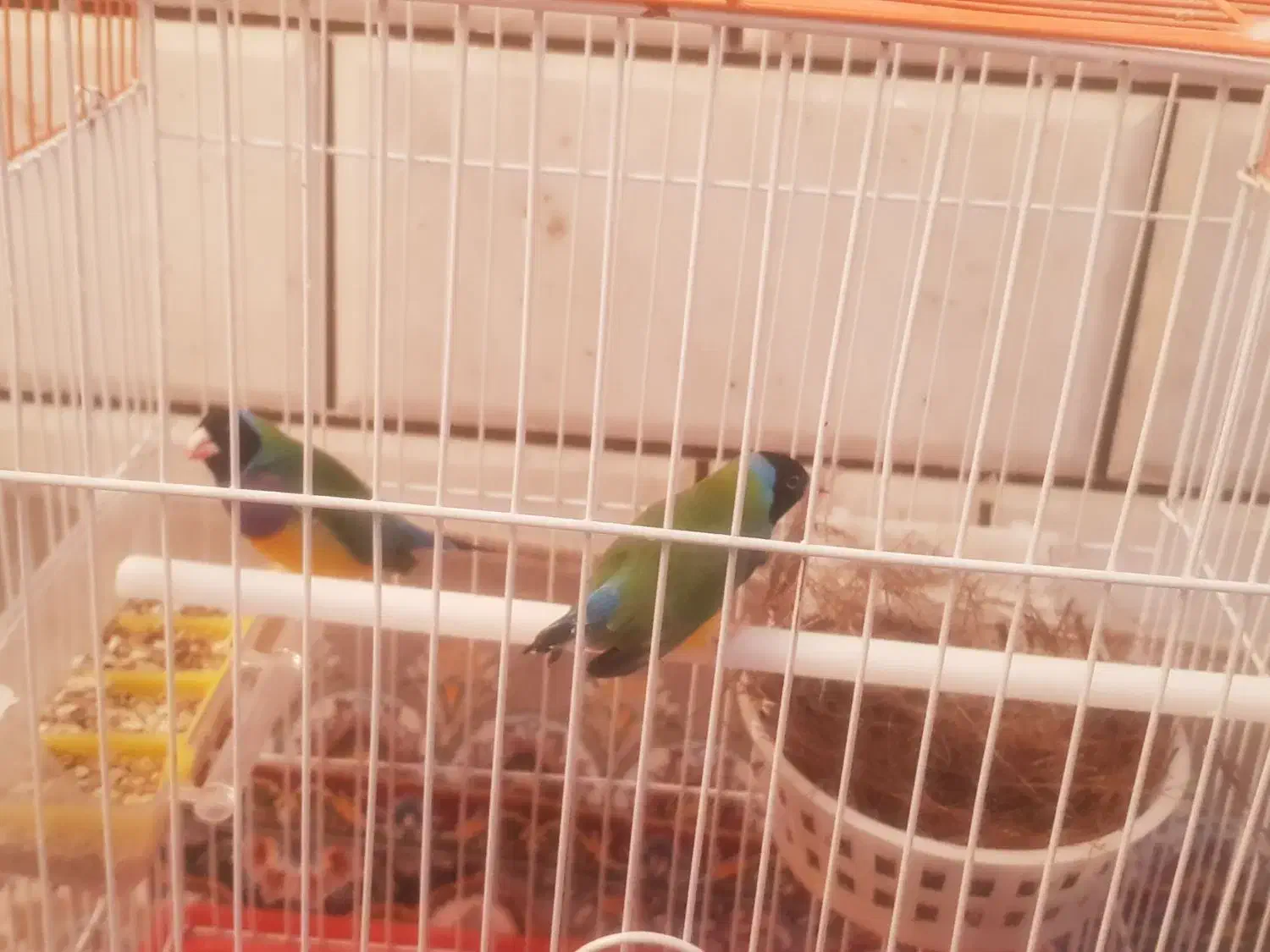 معاوضه فنچ گلدین با طوطی کتوله برزیلی|پرنده|کهنوج, |دیوار