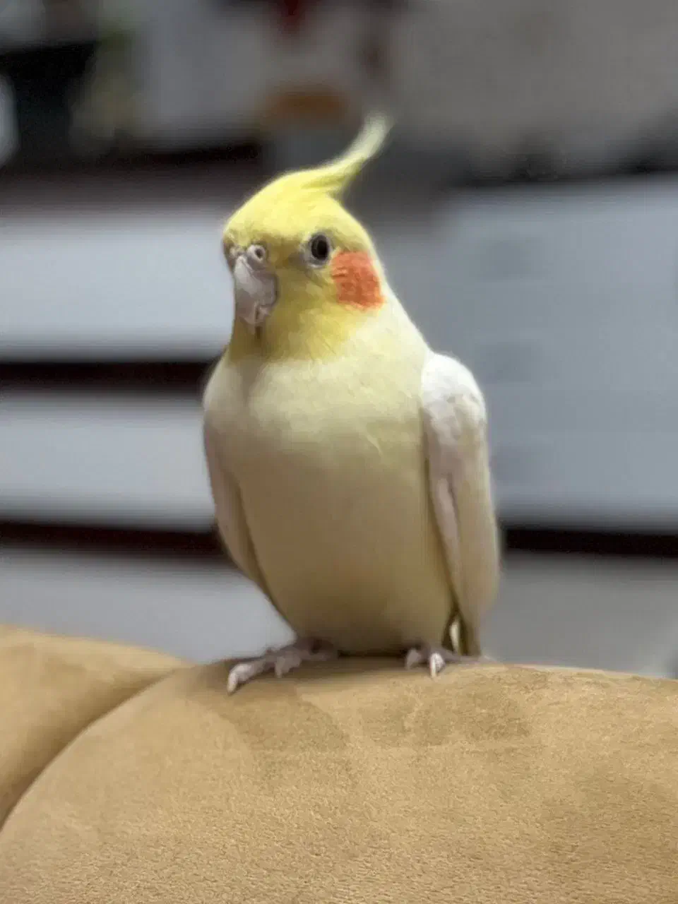 عروس هلندی|حیوانات|بندر انزلی, کلیور|دیوار