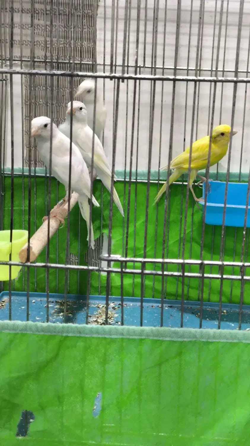 قناری|پرنده|شیراز, کوشک میدان|دیوار