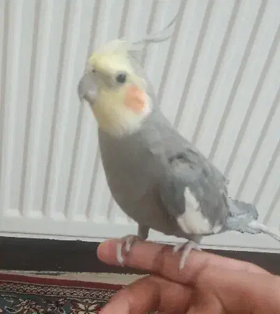 یک جفت عروس هلندی سخنگو به فروش می رسد|پرنده|زرقان, |دیوار