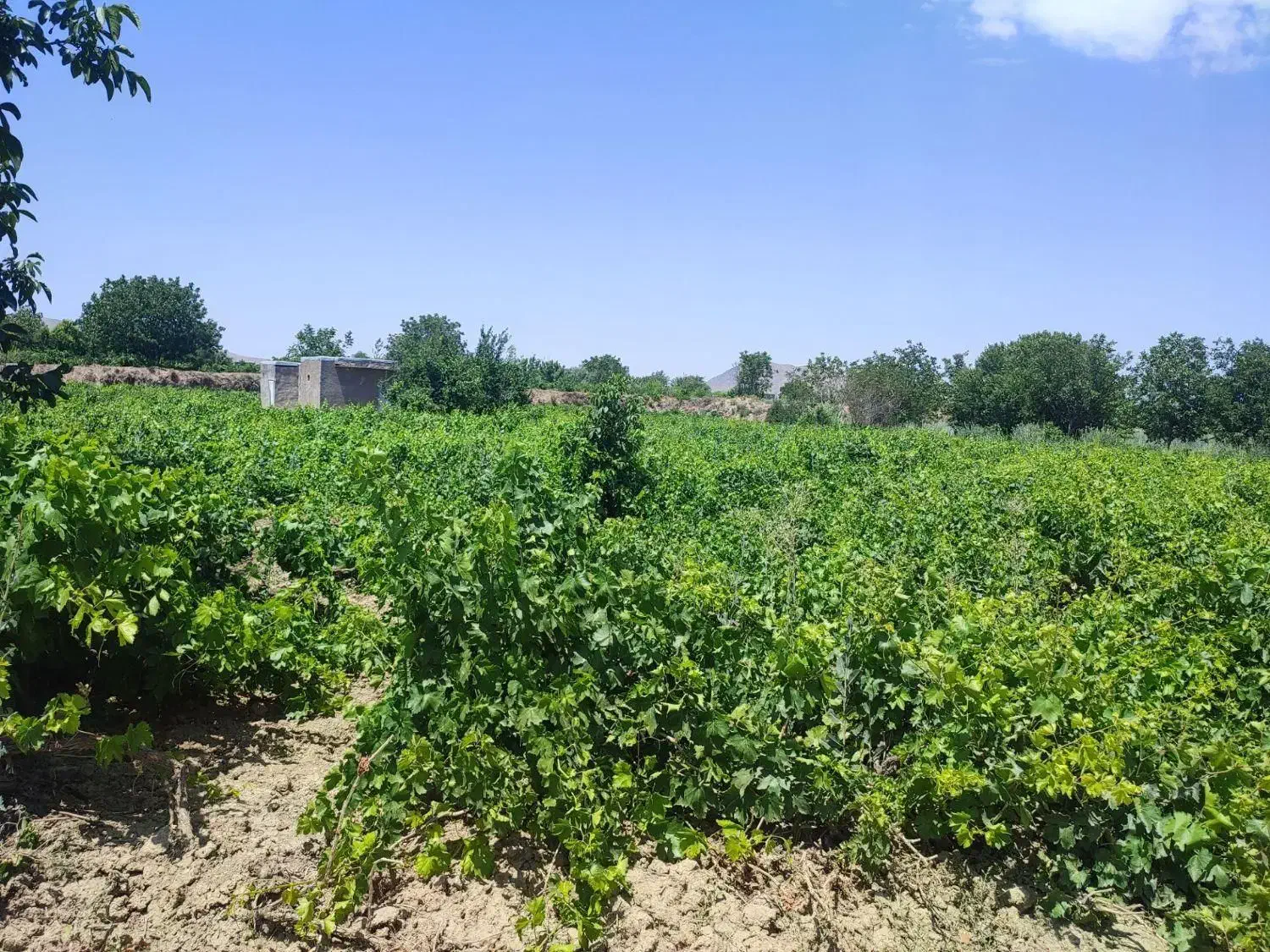 باغ انگور|فروش زمین و ملک کلنگی|قره چای, |دیوار