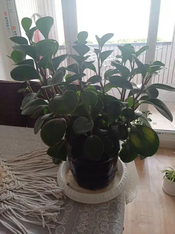 گل قاشقی|گل مصنوعی|کرج, گلشهر|دیوار