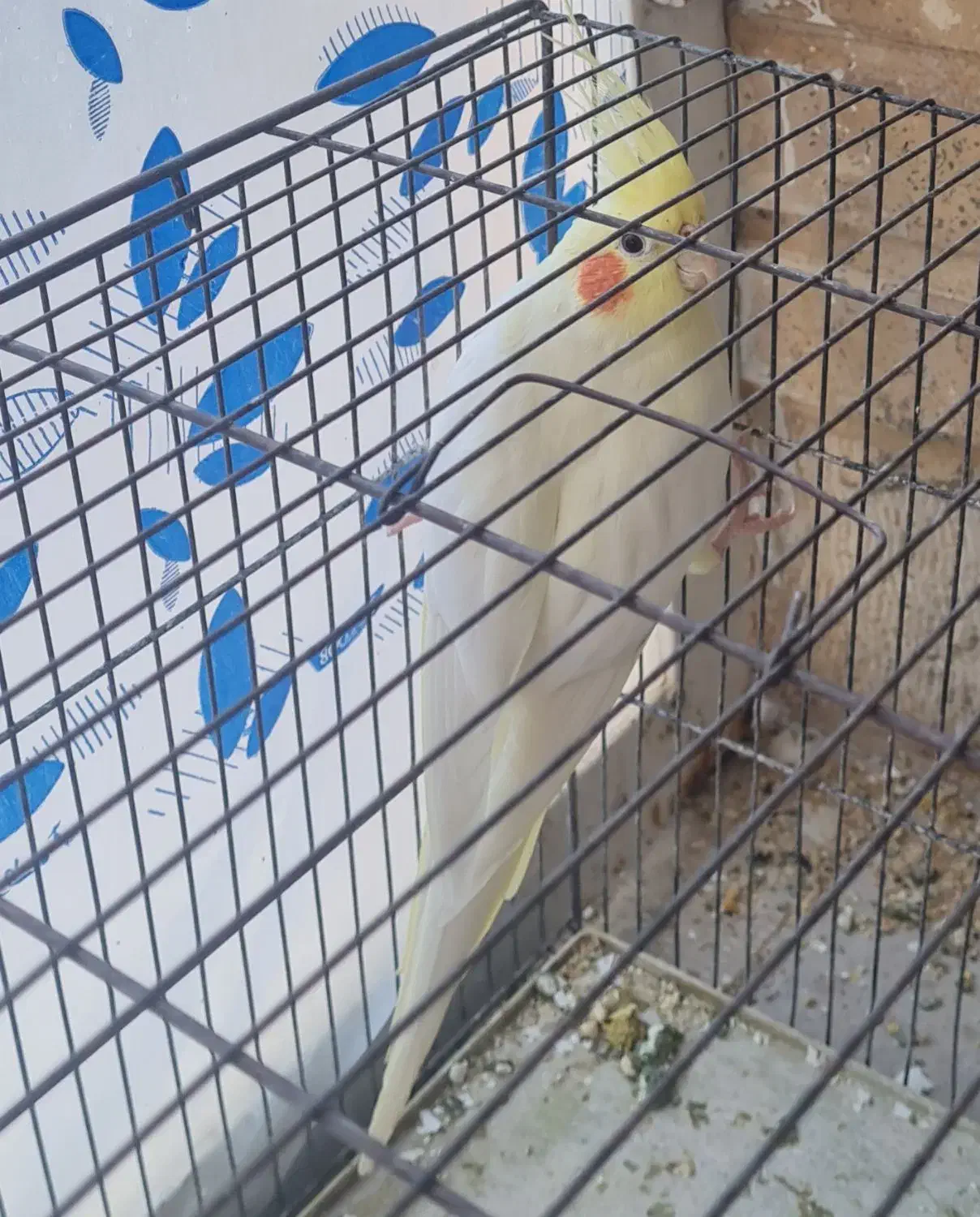 عروس هلندی لوتینو با کیفیت|پرنده|جم, |دیوار