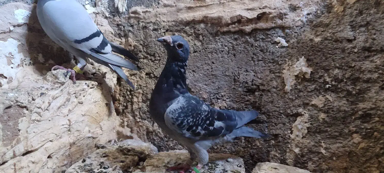 پلاکی مسافتی|پرنده|چگنی, |دیوار