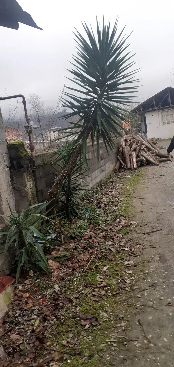 گل یوکا|گل و گیاه طبیعی|تالش, هشتپر|دیوار