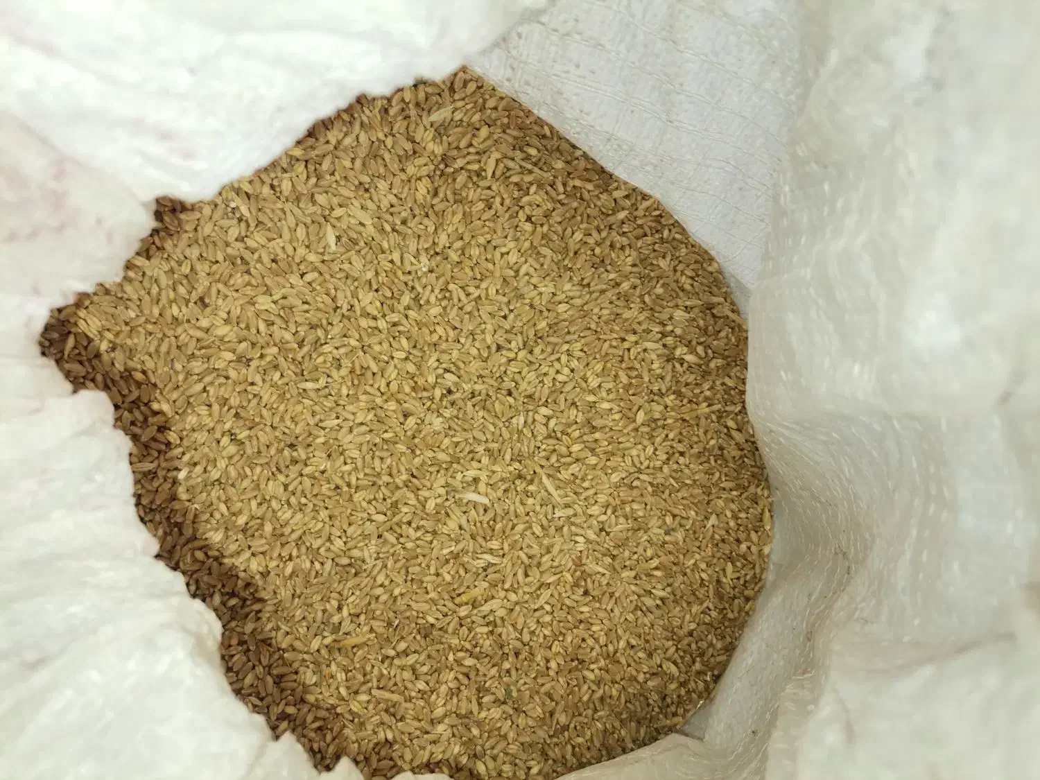 فروش گندم درجه یک|عمدهفروشی|کوار, |دیوار