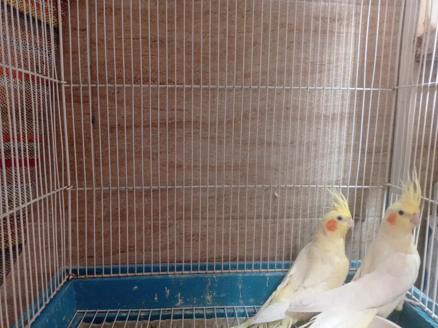 عروس هلندی سیامون|پرنده|مشهد, اقبال|دیوار