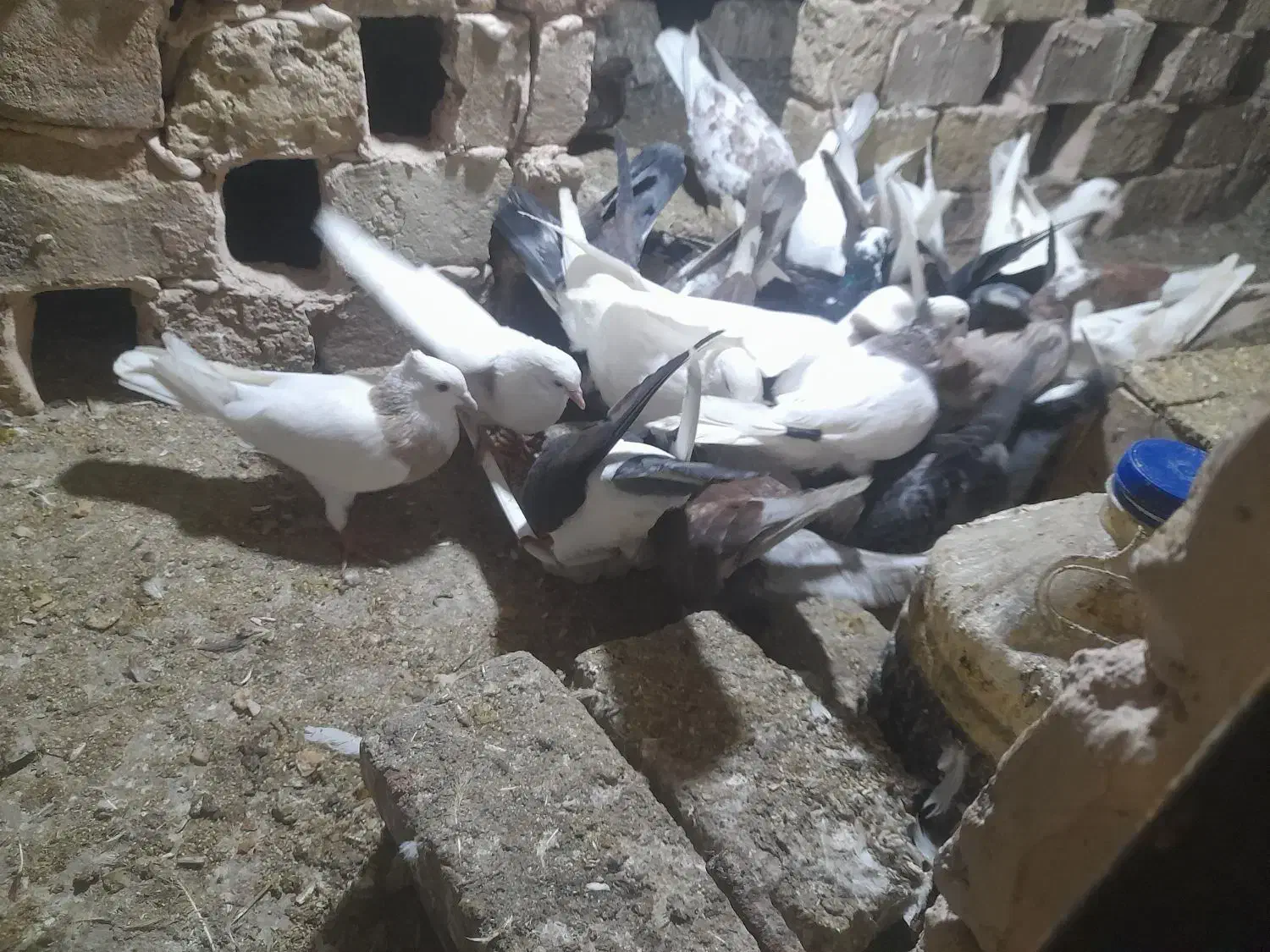 کبوتر|پرنده|سبزوار, طبرسی (جعفرآباد)|دیوار