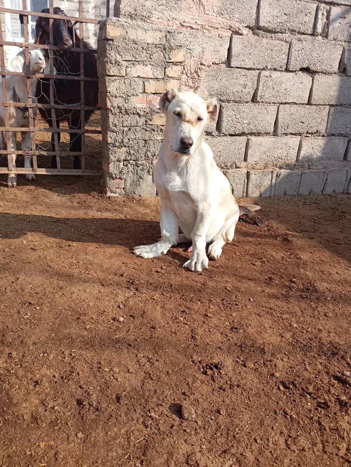 کوچوک15ملیون|سگ|میان جلگه, |دیوار