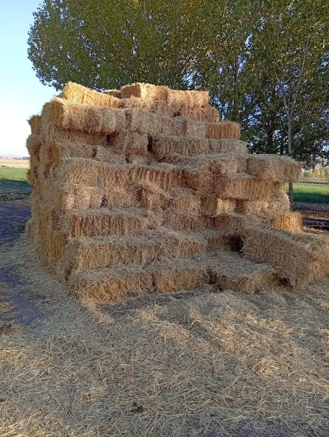 فروش علف|حیوانات مزرعه|سراب, |دیوار