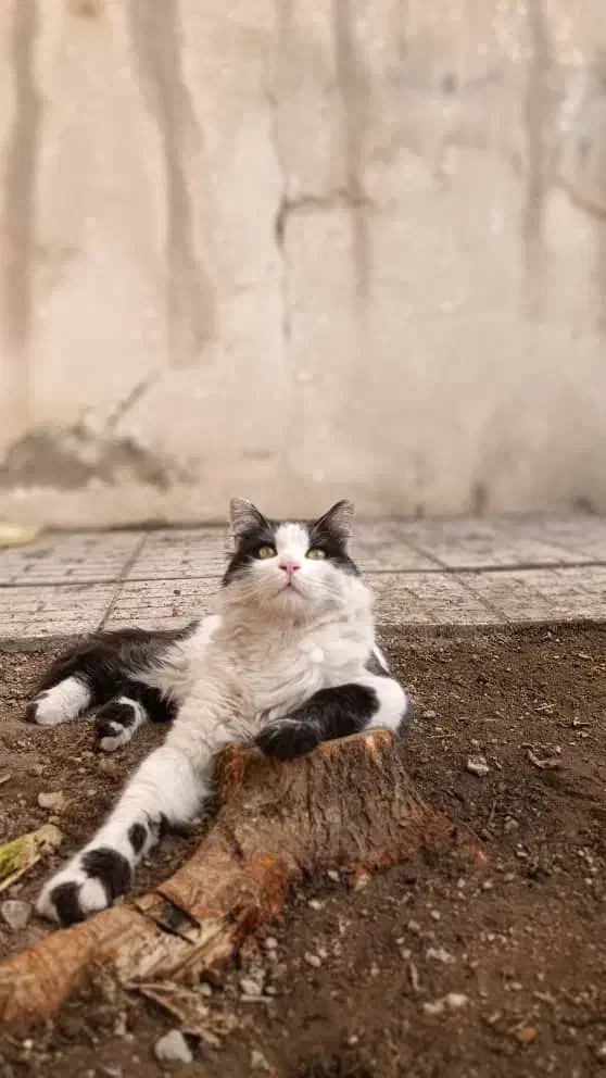 گربه خونگی ونیمه دستی|گربه|لنجان, |دیوار