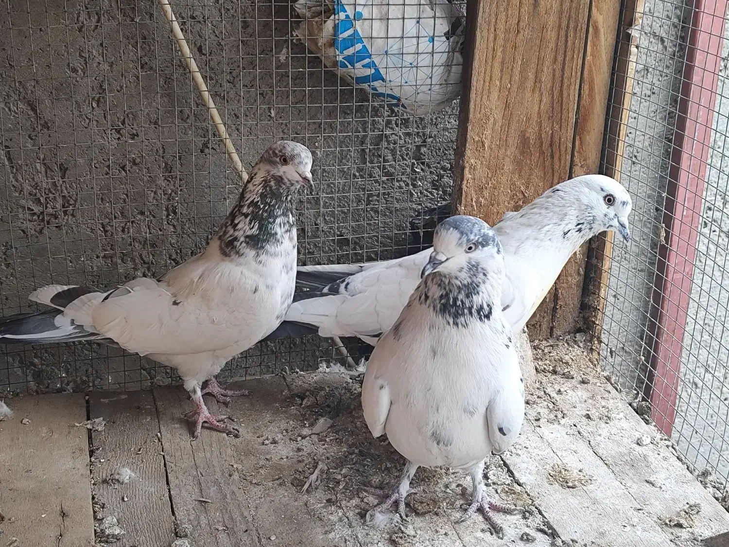 کبوتر پرشی|پرنده|خمینی‌شهر, |دیوار