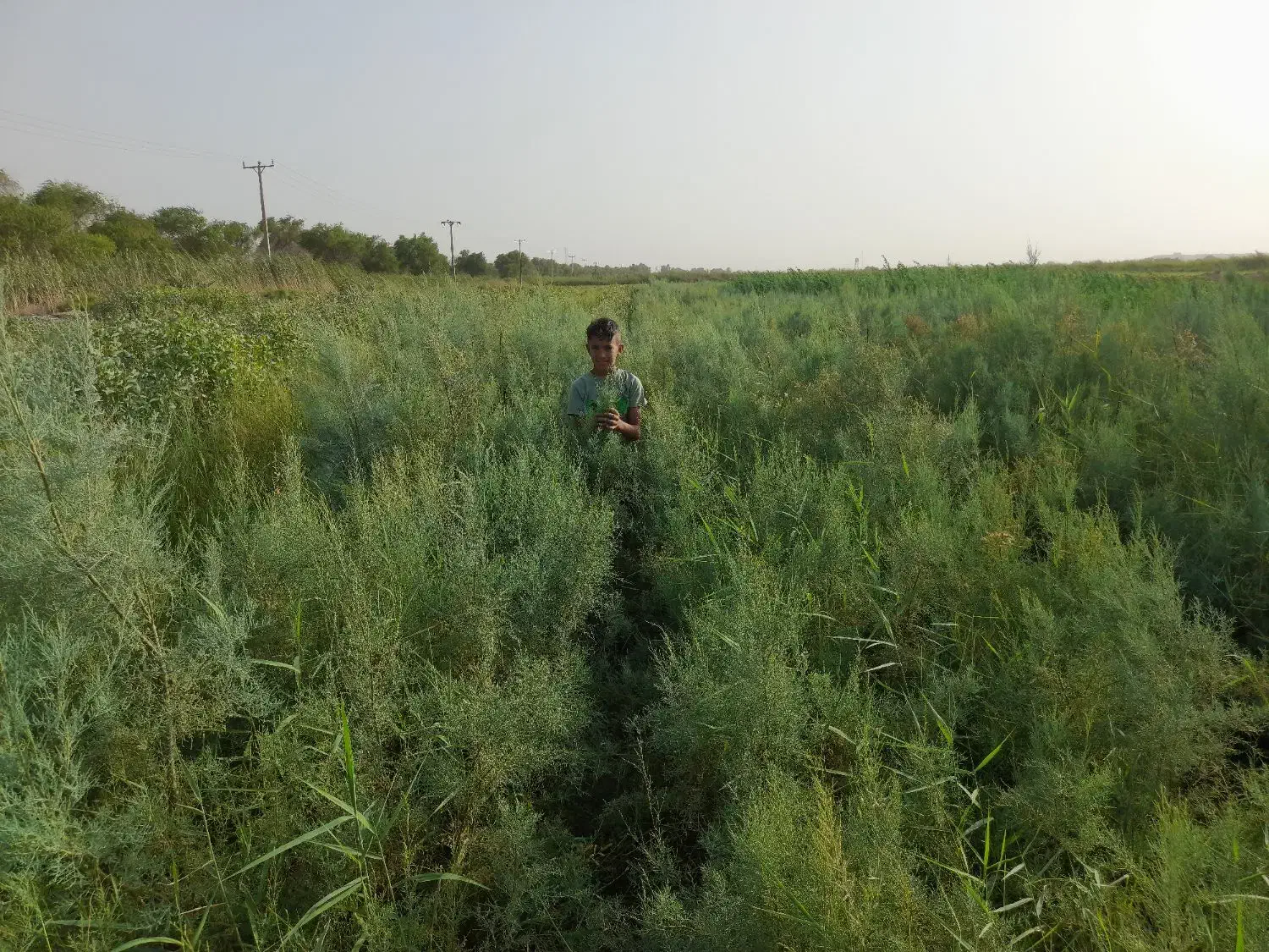 نهال فروشی|خدمات باغبانی و درختکاری|حمیدیه, |دیوار