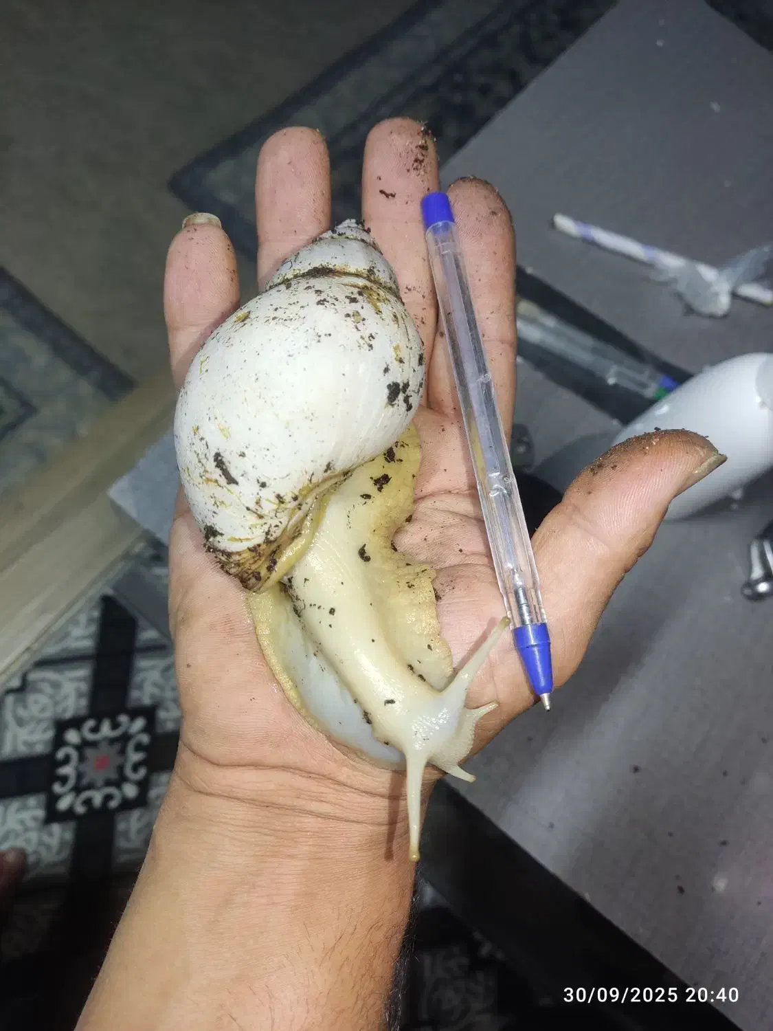 حلزون آچاتینا سوپر مولد|خزنده|بوشهر, |دیوار