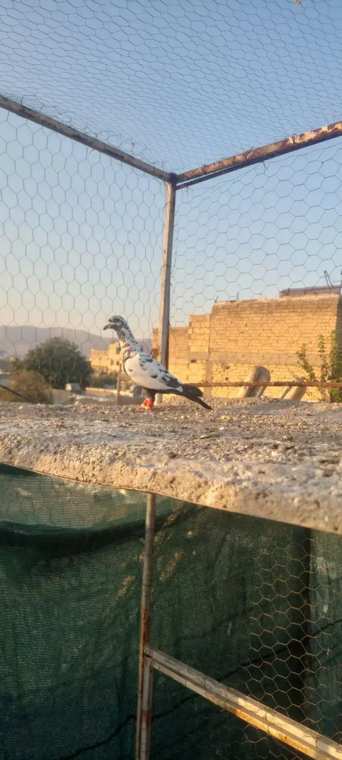کبوتر|پرنده|شیراز, شیخ علی چوپان|دیوار
