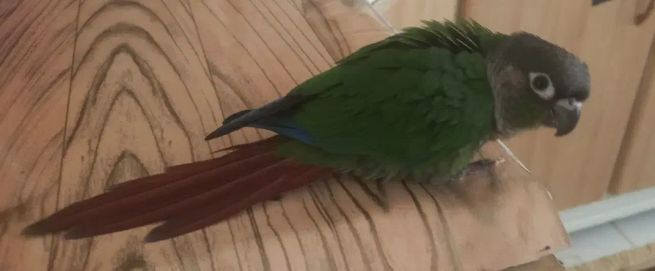 طوطی گرینچیک خونگی ۳ماهه|پرنده|مهریز, |دیوار