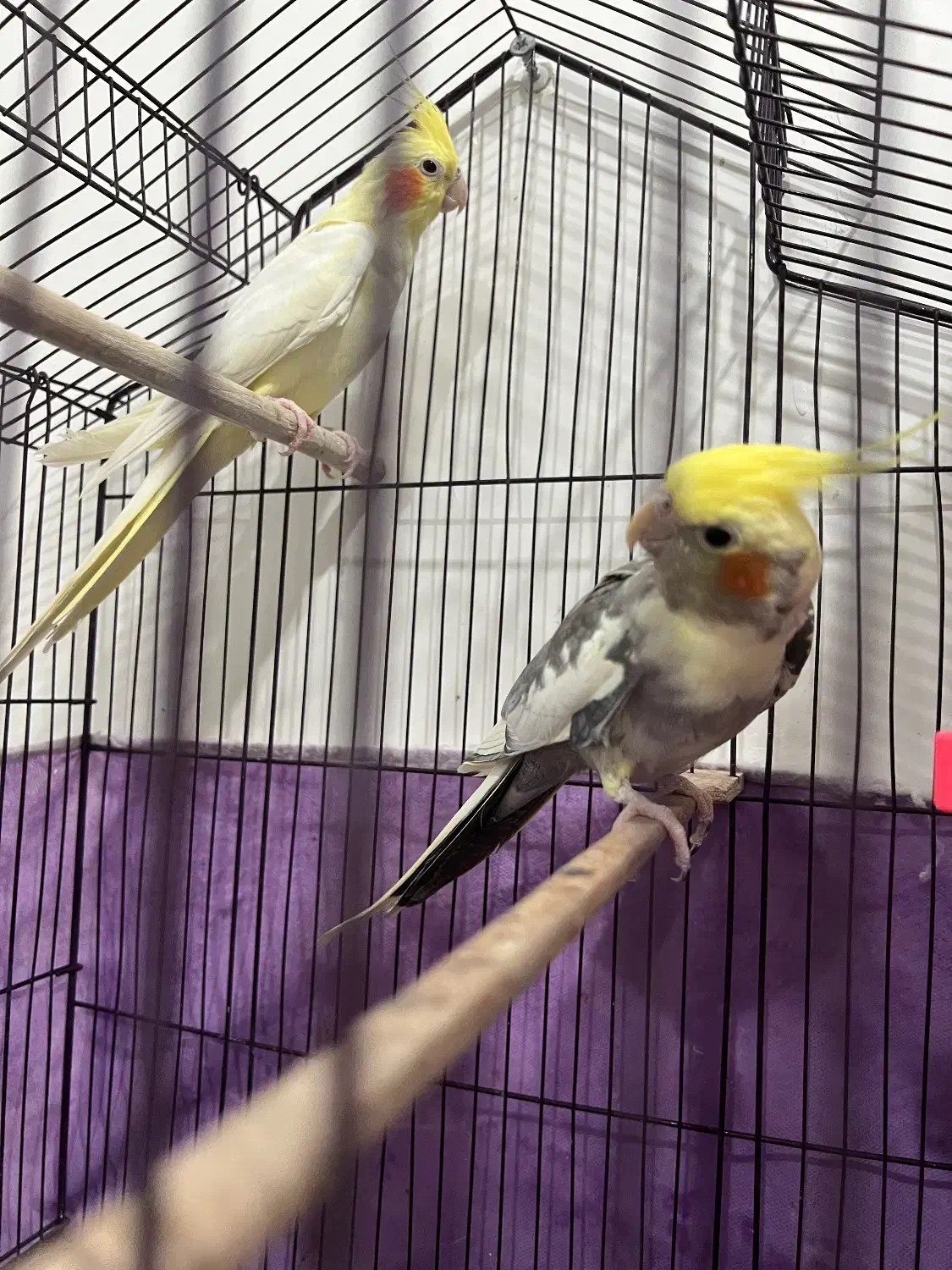 عروس هلندی مولد|پرنده|رشت, گیل|دیوار