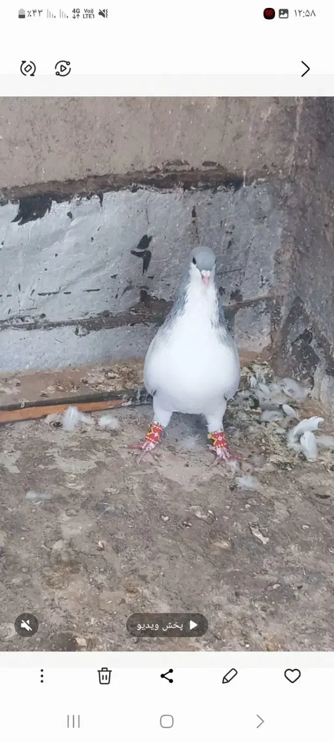 بدرنگ نر|پرنده|اقبالیه, |دیوار