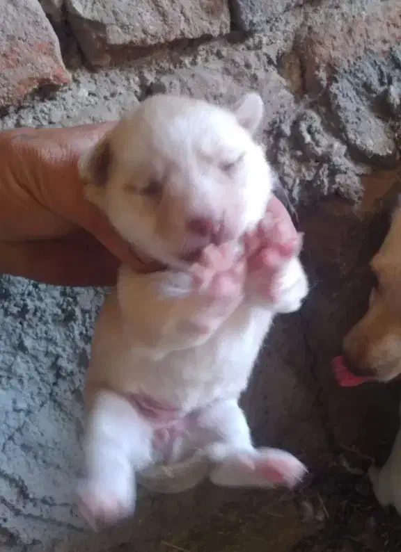 توله های بوبی پامر سرابی|سگ|سراب, |دیوار