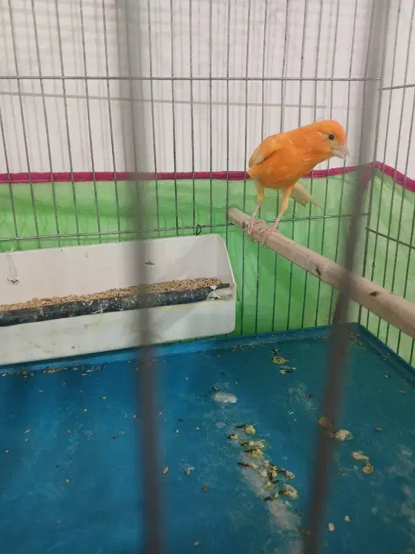 قناری قرمز تبریز پر رنگ|پرنده|سلماس, |دیوار