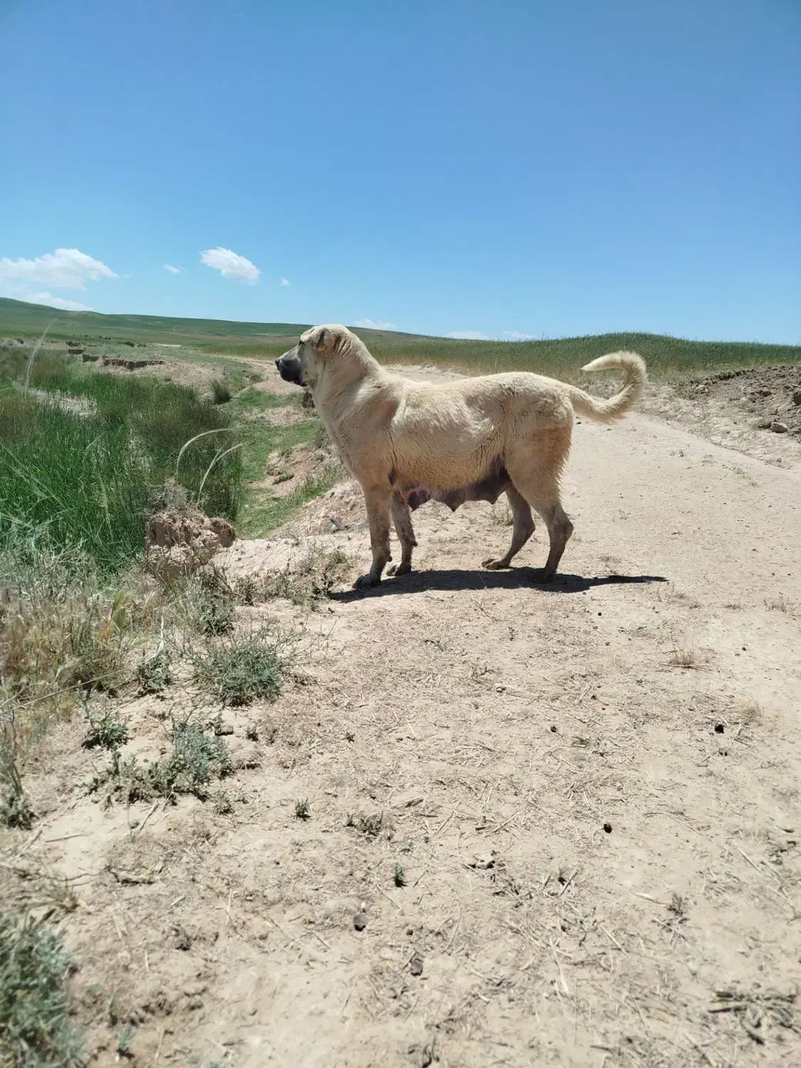 ماده عراقی توله دهی بشرط با قد بالا آبستن هست|سگ|قیدار, |دیوار