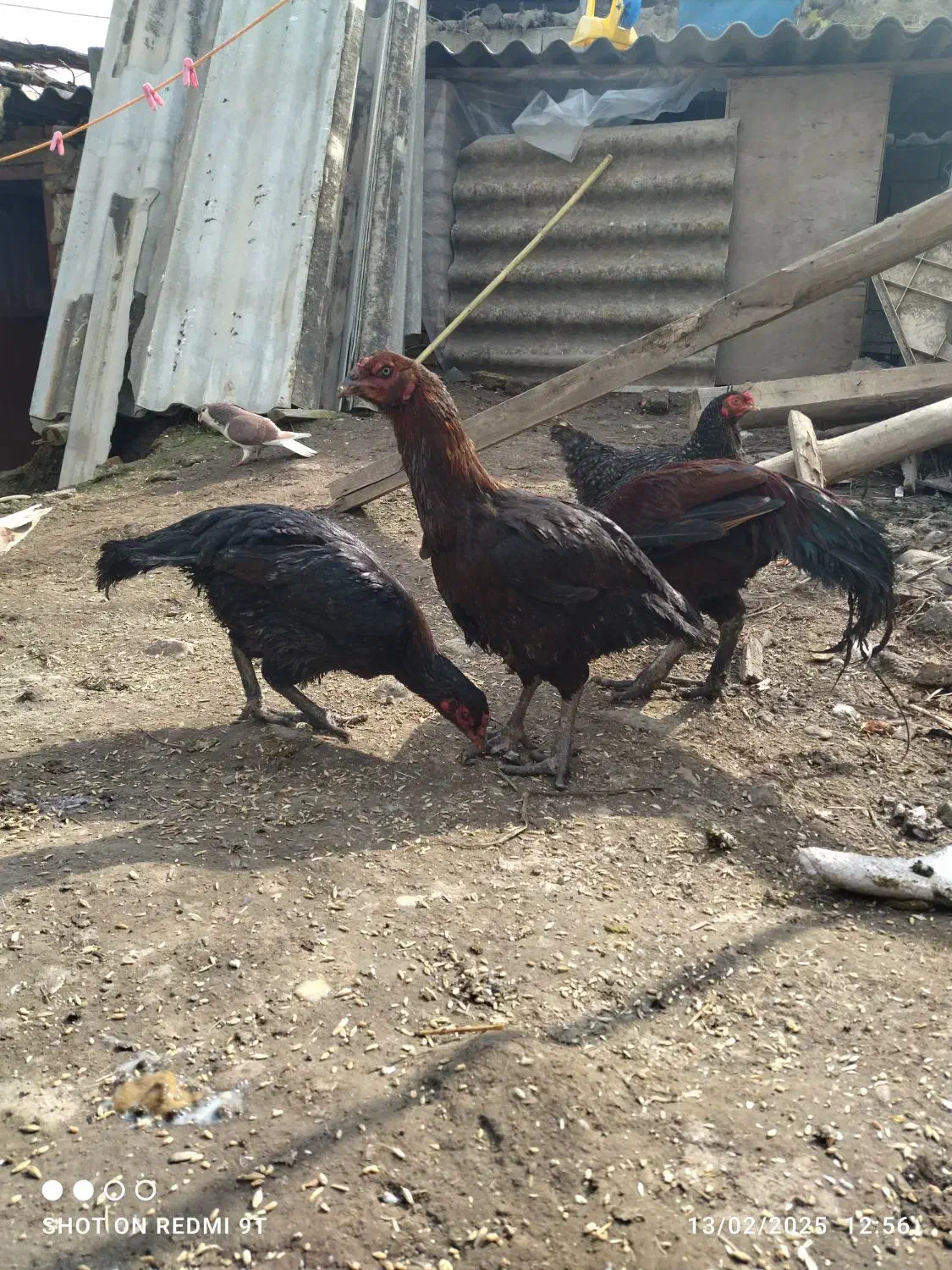 فروش مرغ و خروس لاری اصیل نژاد قصاب|حیوانات مزرعه|تاتار علیا, |دیوار