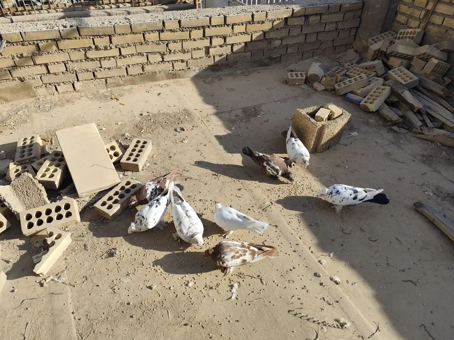 کبوتر راعبی|پرنده|برخوار, |دیوار